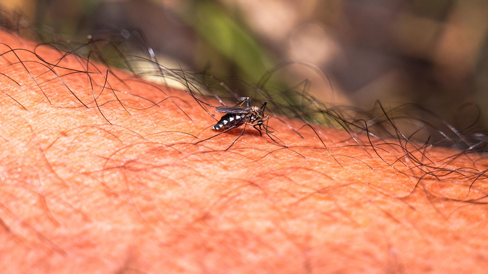 Zwei Tote durch Malaria am Frankfurter Flughafen
