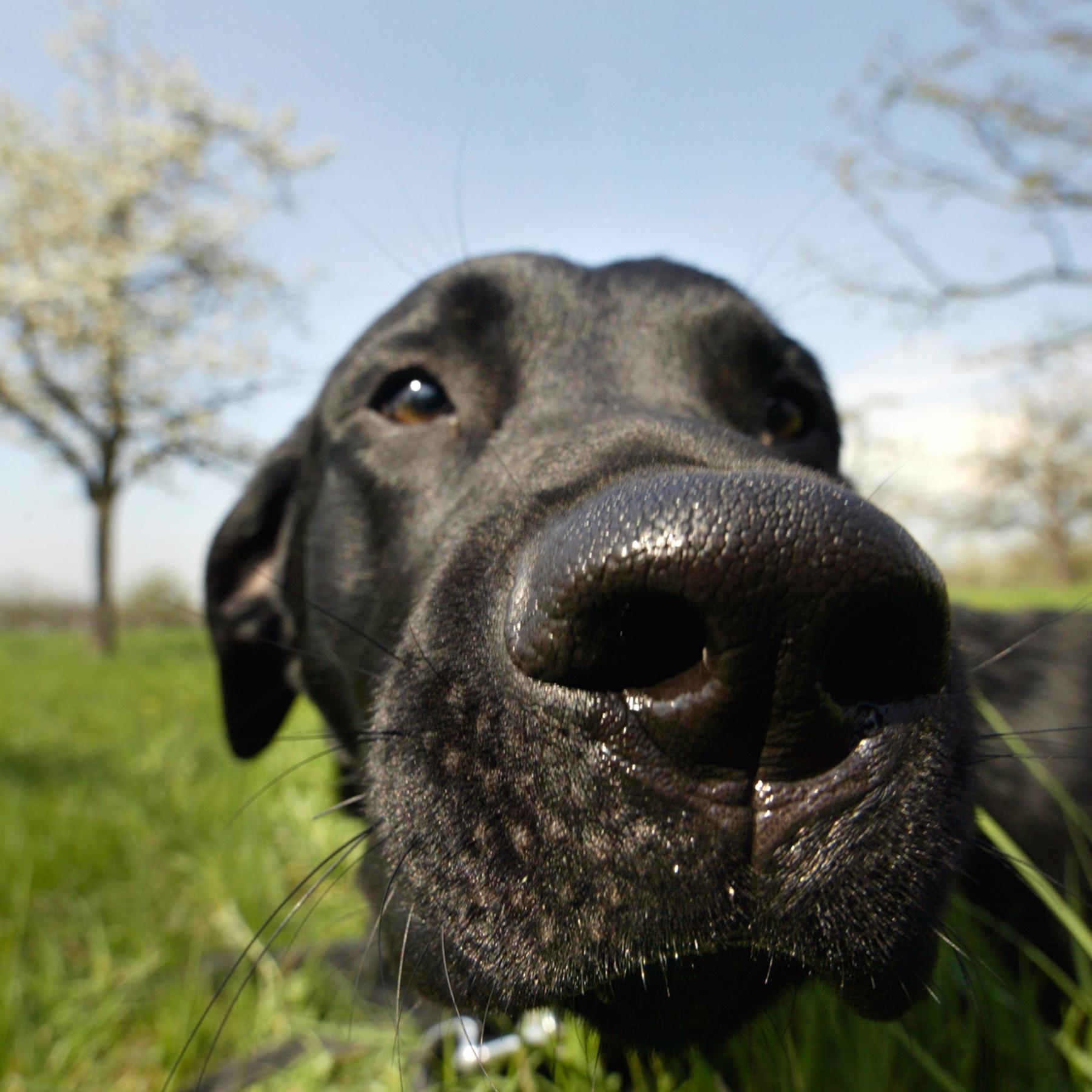 Hunde und ihr Geruchssinn Die Supernasen im Tierreich radioWissen