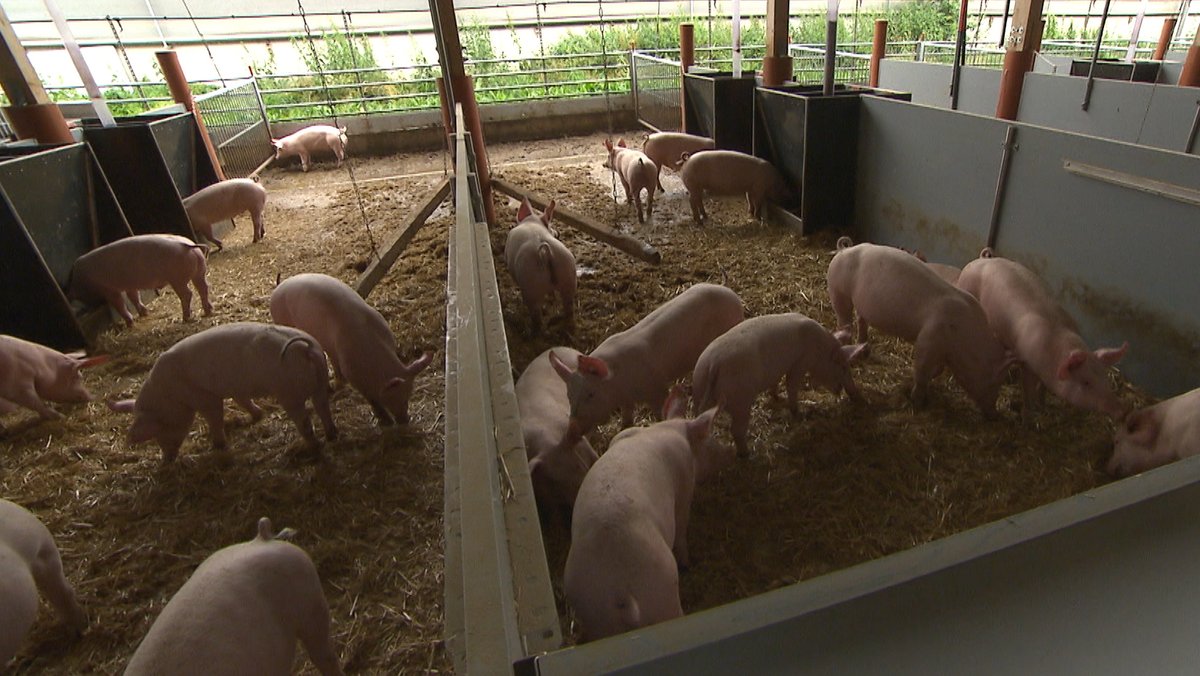 Bis zu 1.000 Mastschweine auf dem Hof von Roland Nass wachsen jetzt in vier Gebäuden heran, die nach Süden hin offen sind.