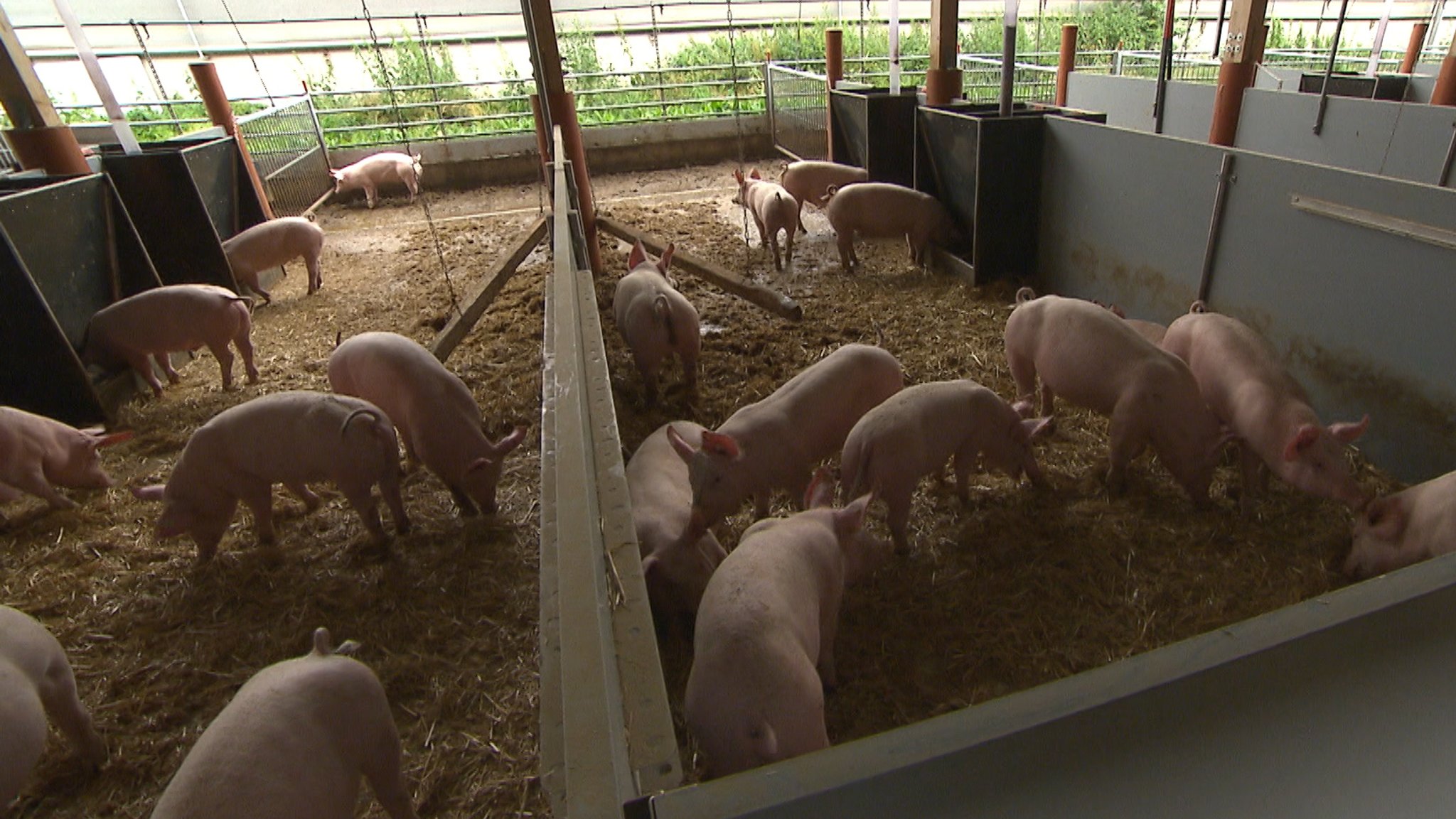 Mehr "Tierwohlfleisch" im Handel? Was das für Landwirte bedeutet