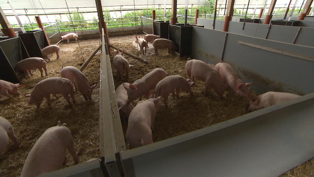 Bis zu 1.000 Mastschweine auf dem Hof von Roland Nass wachsen jetzt in vier Gebäuden heran, die nach Süden hin offen sind.