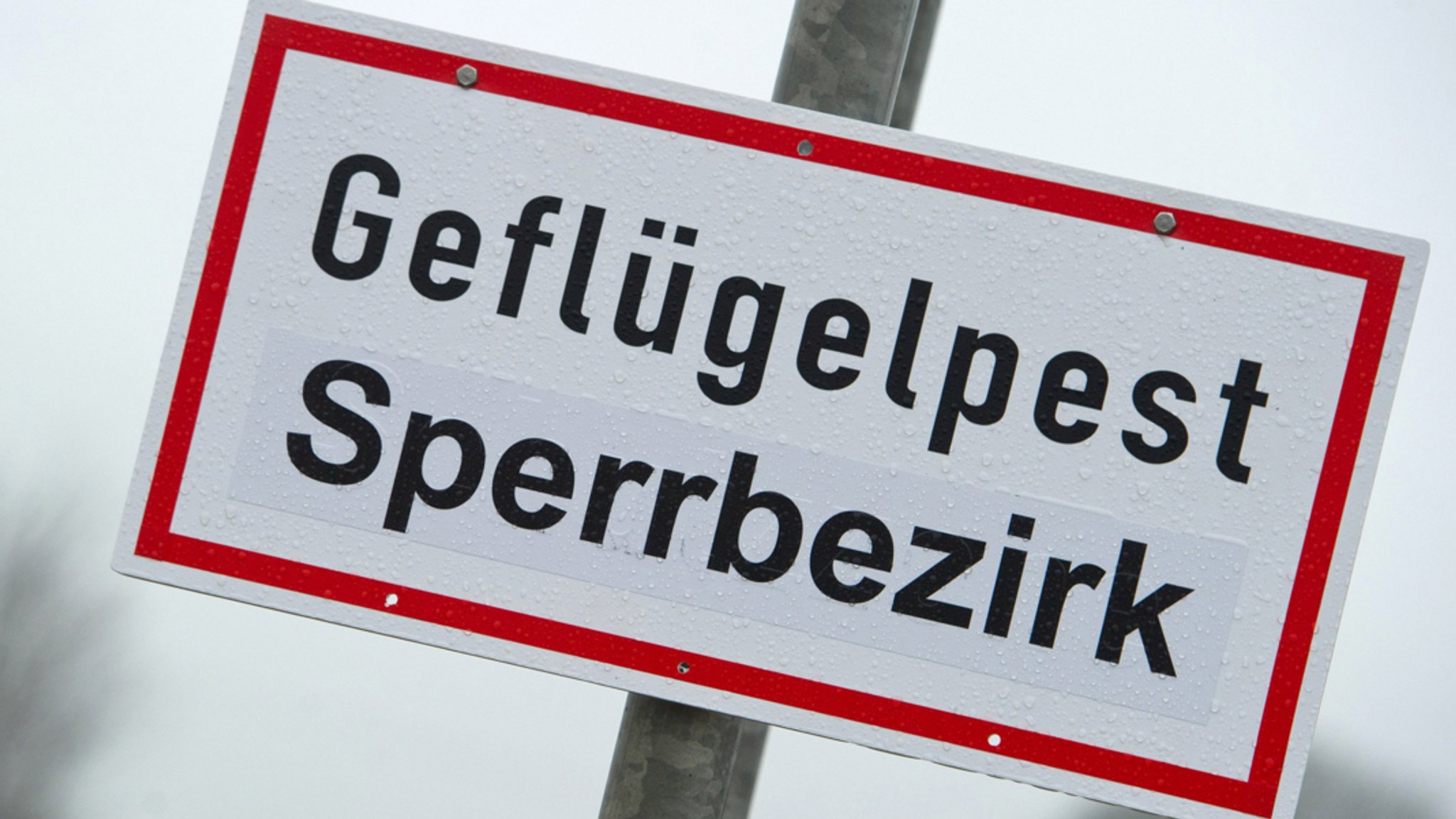 Geflügelpest-Gefahr: Wo sind 760 Pekingenten?