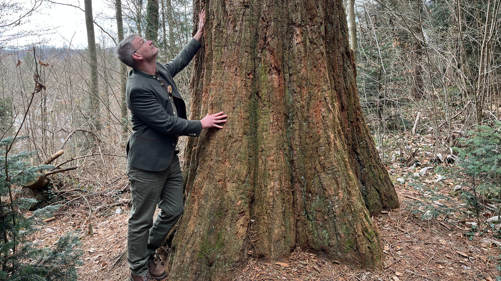 Waldpädadoge Siegmar Wüst steht neben einem über 100 Jahre alten Mammutbaum.