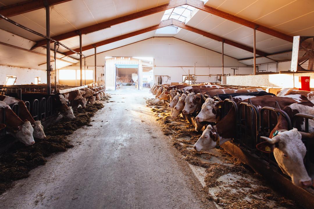 Milchkühe im Stall auf einem Bauernhof (Symbolbild).
