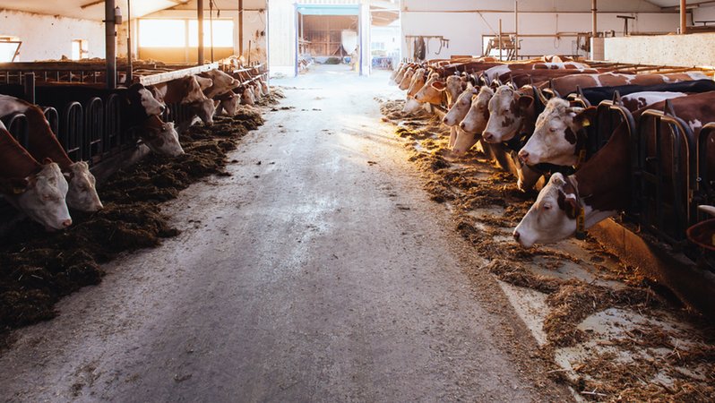 Milchkühe im Stall auf einem Bauernhof (Symbolbild). | Bild: BR/Herbert Ebner Milchkühe im Stall auf einem Bauernhof (Symbolbild).