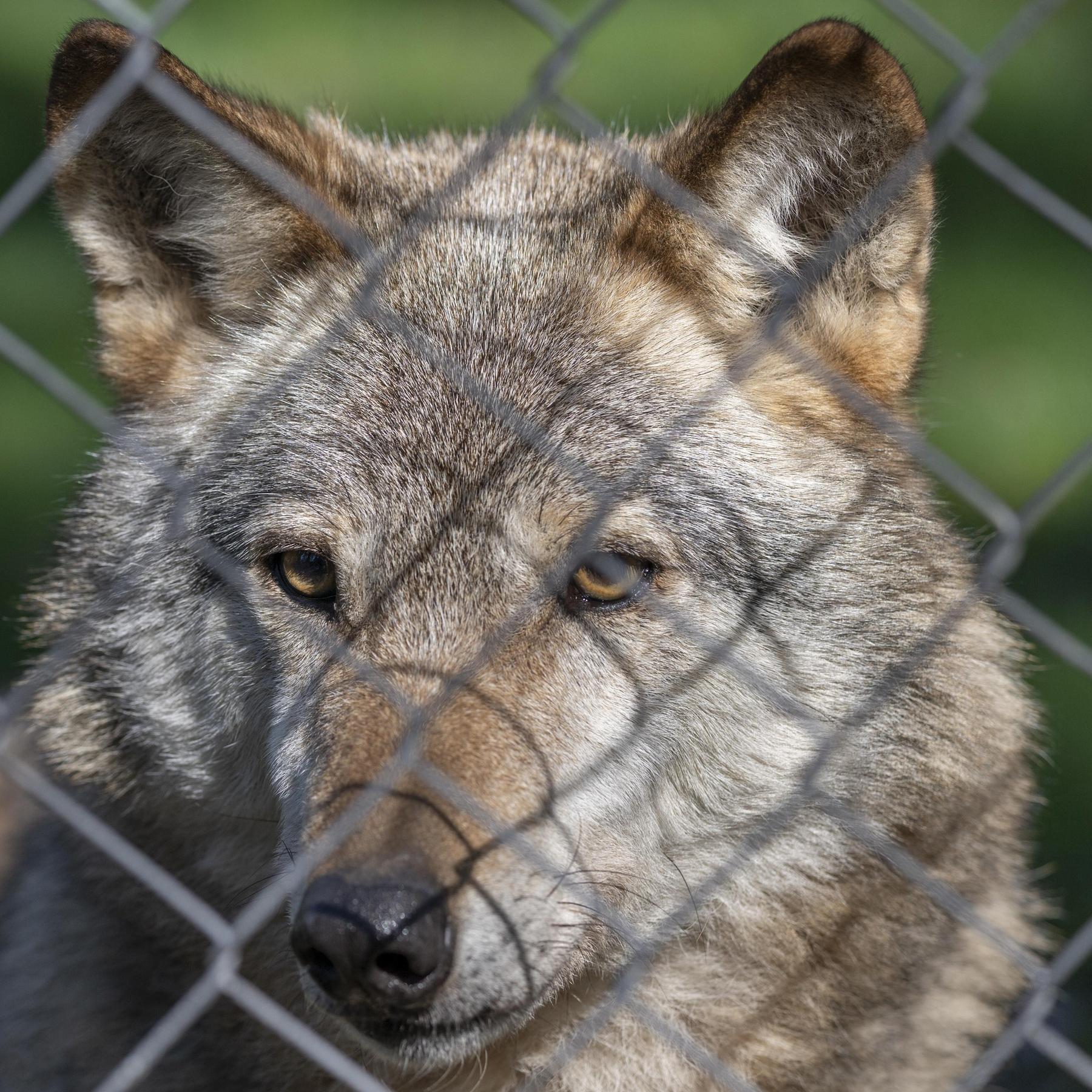 Die Rückkehr der Wölfe - Wie kann eine Co-Existenz gelingen?