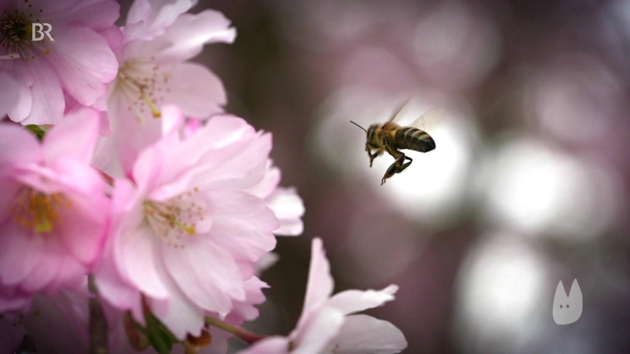 Mit kleinen Dingen Insekten retten