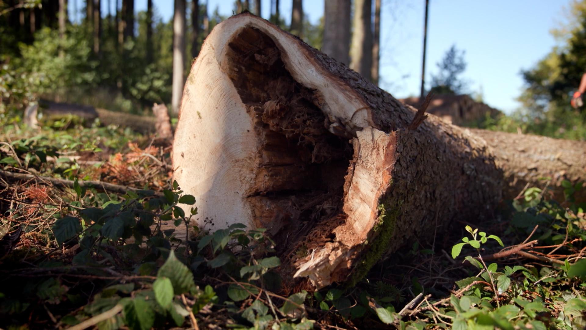 Der deutsche Wald leidet weiter stark unter Hitze und Trockenheit. Außerdem setzen Borkenkäfer den Bäumen zu, nur jeder fünfte Baum ist noch gesund.