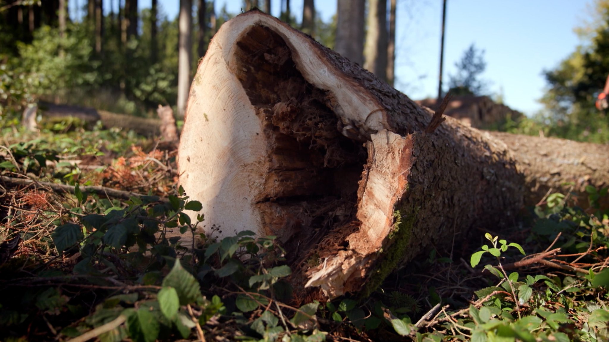 Der deutsche Wald leidet weiter stark unter Hitze und Trockenheit. Außerdem setzen Borkenkäfer den Bäumen zu, nur jeder fünfte Baum ist noch gesund.