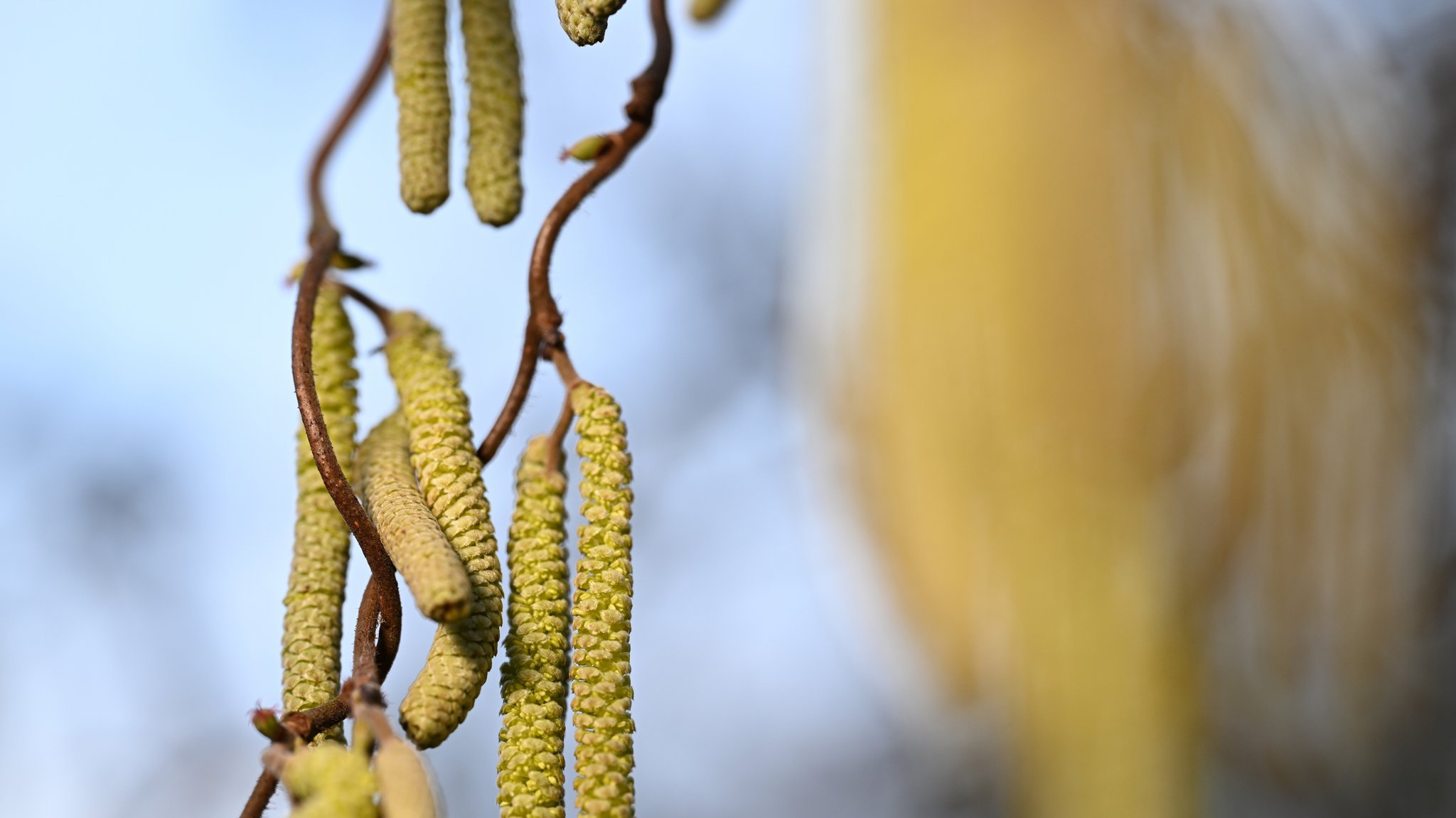 Ein Korkenzieher-Haselnuss-Strauch steht in einem Garten.