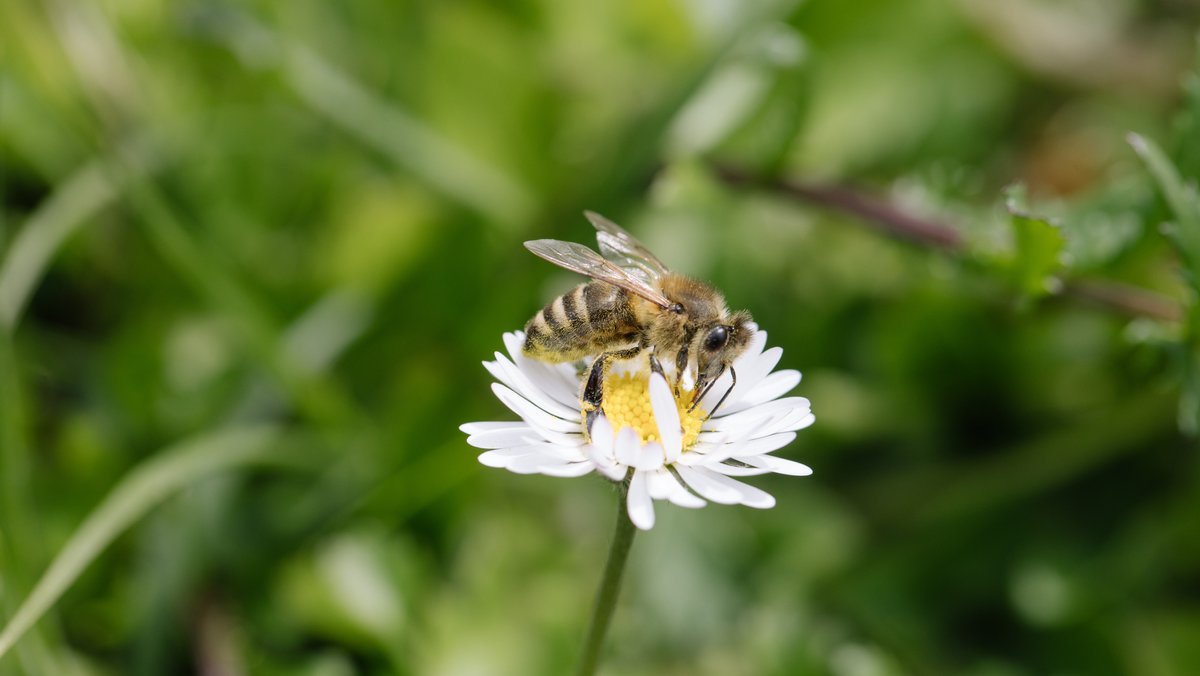 Symbolbild: Eine Biene auf einer Pflanze