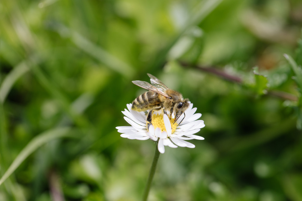 Symbolbild: Eine Biene auf einer Pflanze