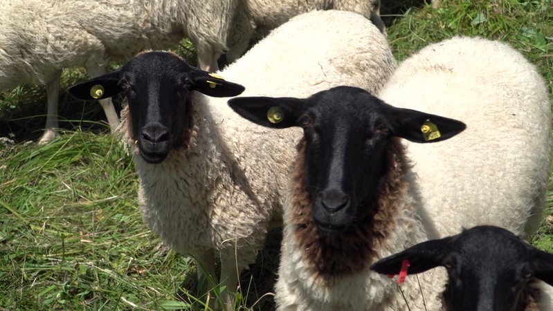 Rhönschafe auf einer Weide (Archiv-Bild) | Bild: BR/Ralph Wege Rhönschafe auf einer Weide (Archiv-Bild)