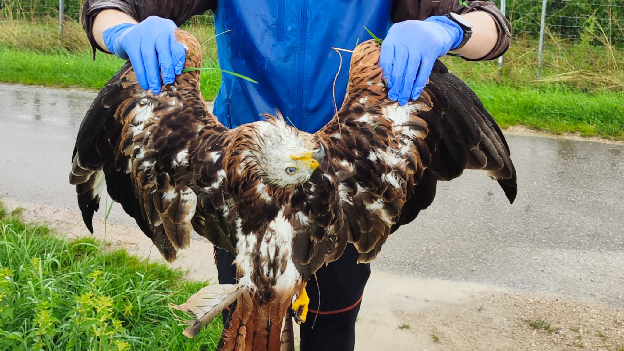 LBV-Mitarbeiter hält einen toten Greifvogel an den Flügeln. | Bild: Landesbund für Vogel- und Naturschutz in Bayern e.V/Heidi Seiß LBV-Mitarbeiter hält einen toten Greifvogel an den Flügeln.