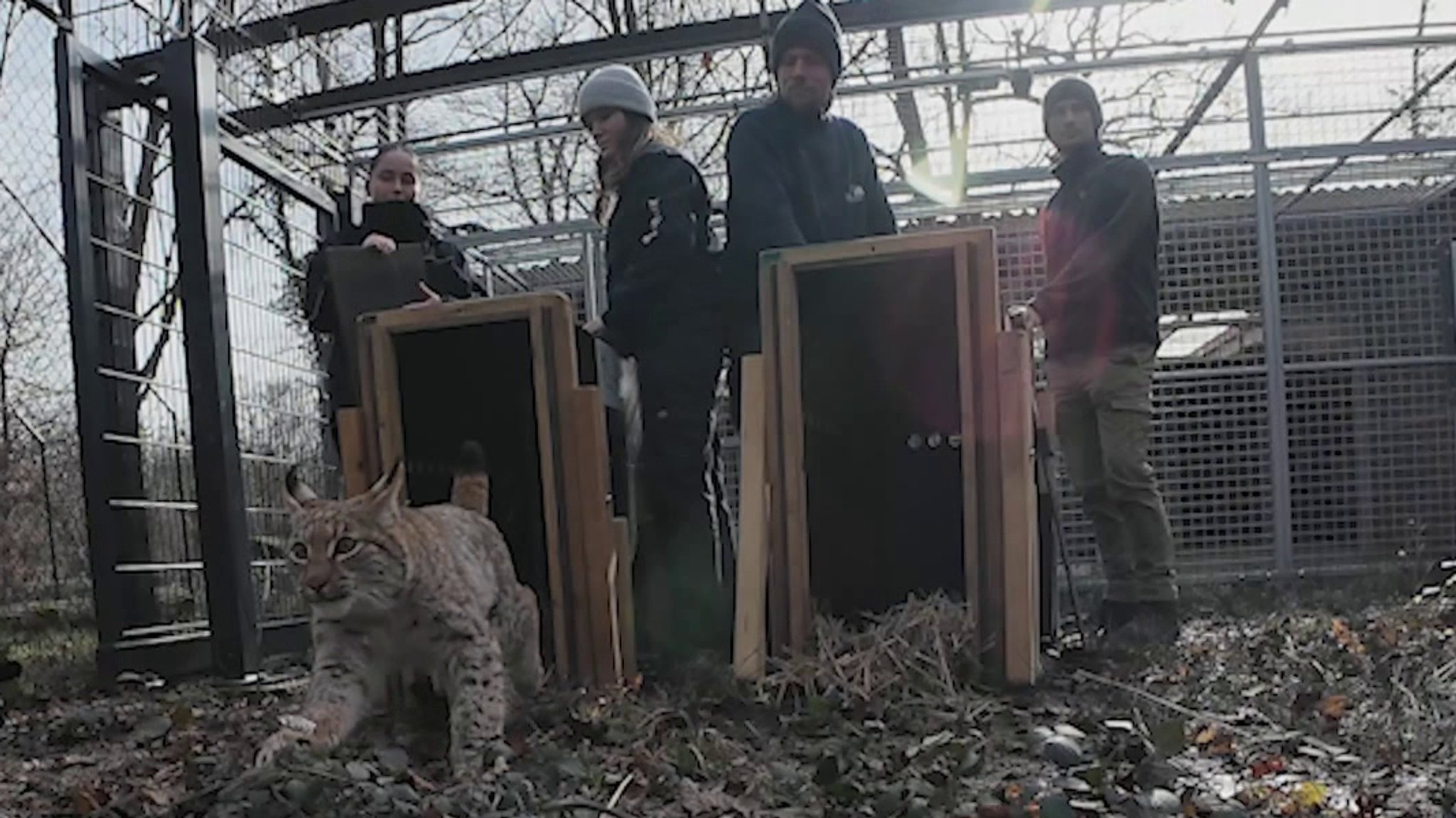 Ein junger Luchs rennt aus einer Transportkiste heraus, weg von den Menschen, die dahinter stehen.
