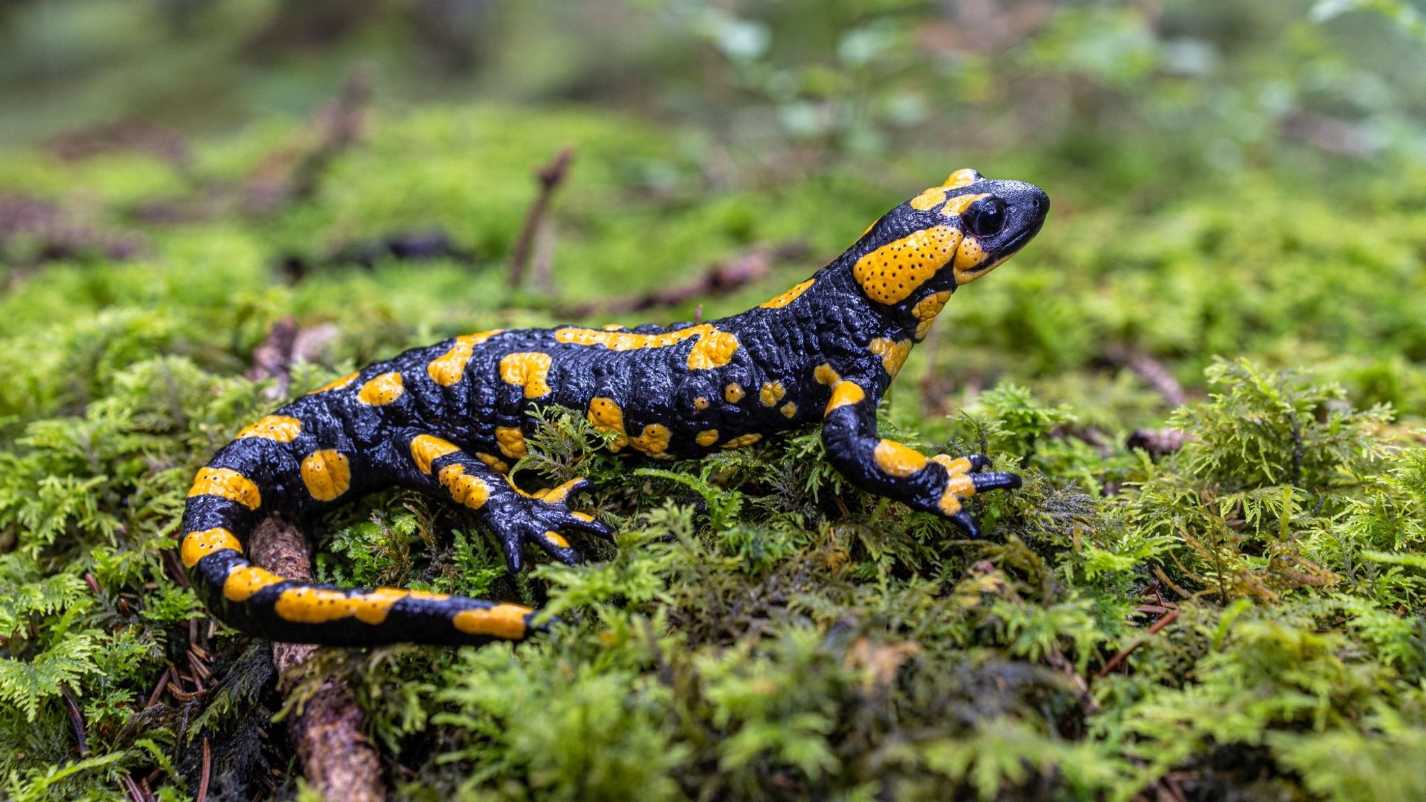 Ein schwarz-gelber Feuersalamander auf grünem Moos.