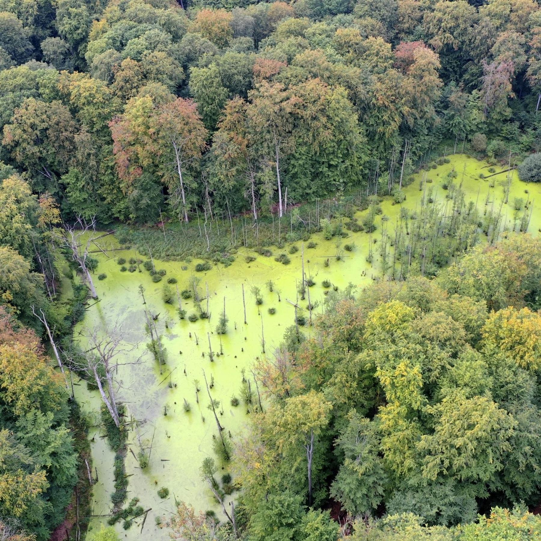 Schutz der Moore - Welchen Beitrag können Feuchtgebiete zum Klimaschutz leisten?