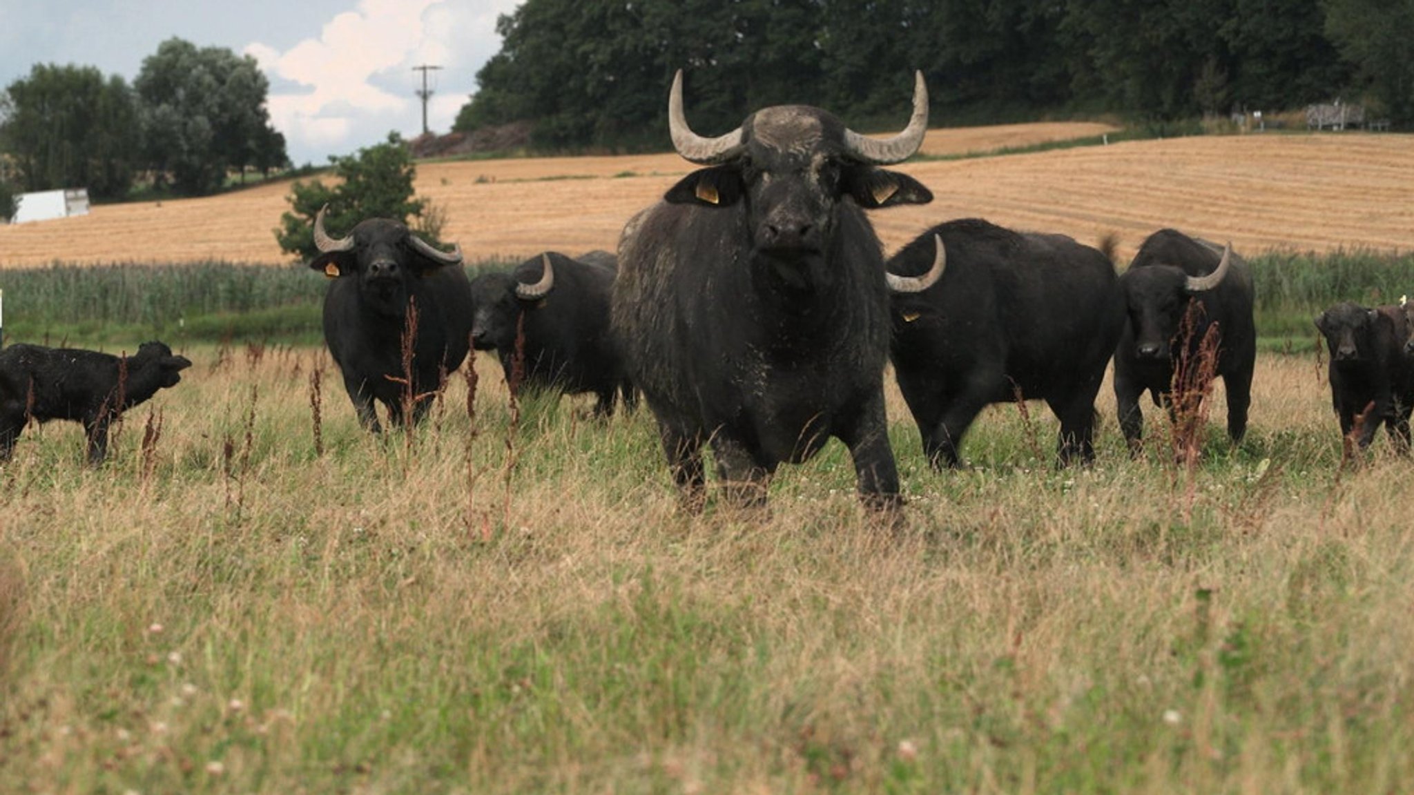 Wasserbüffel auf einem Feld nahe Rottenburg an der Laaber