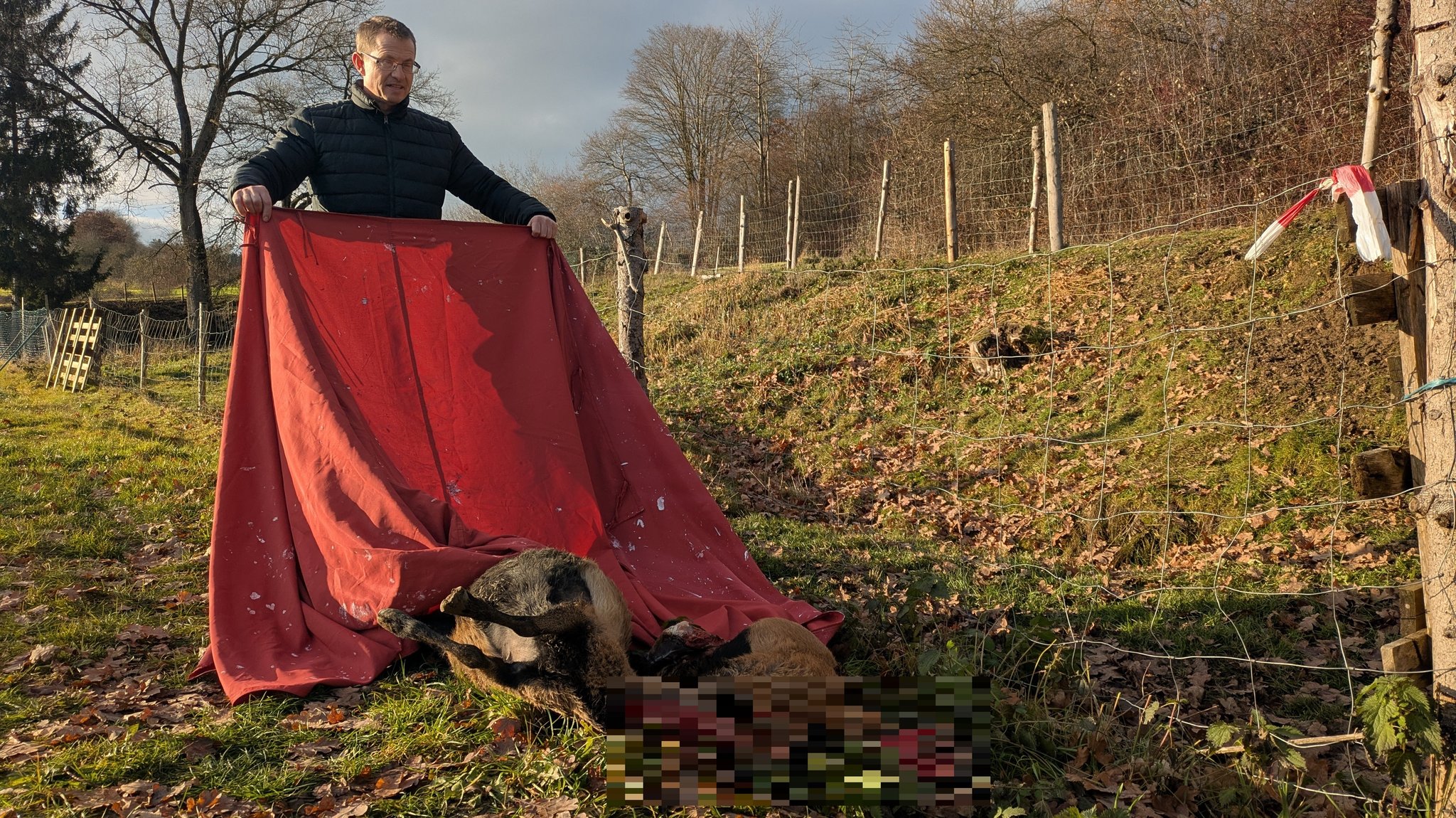 Peter Huber deckt die Kadaver der toten Schafe mit einer Decke zu