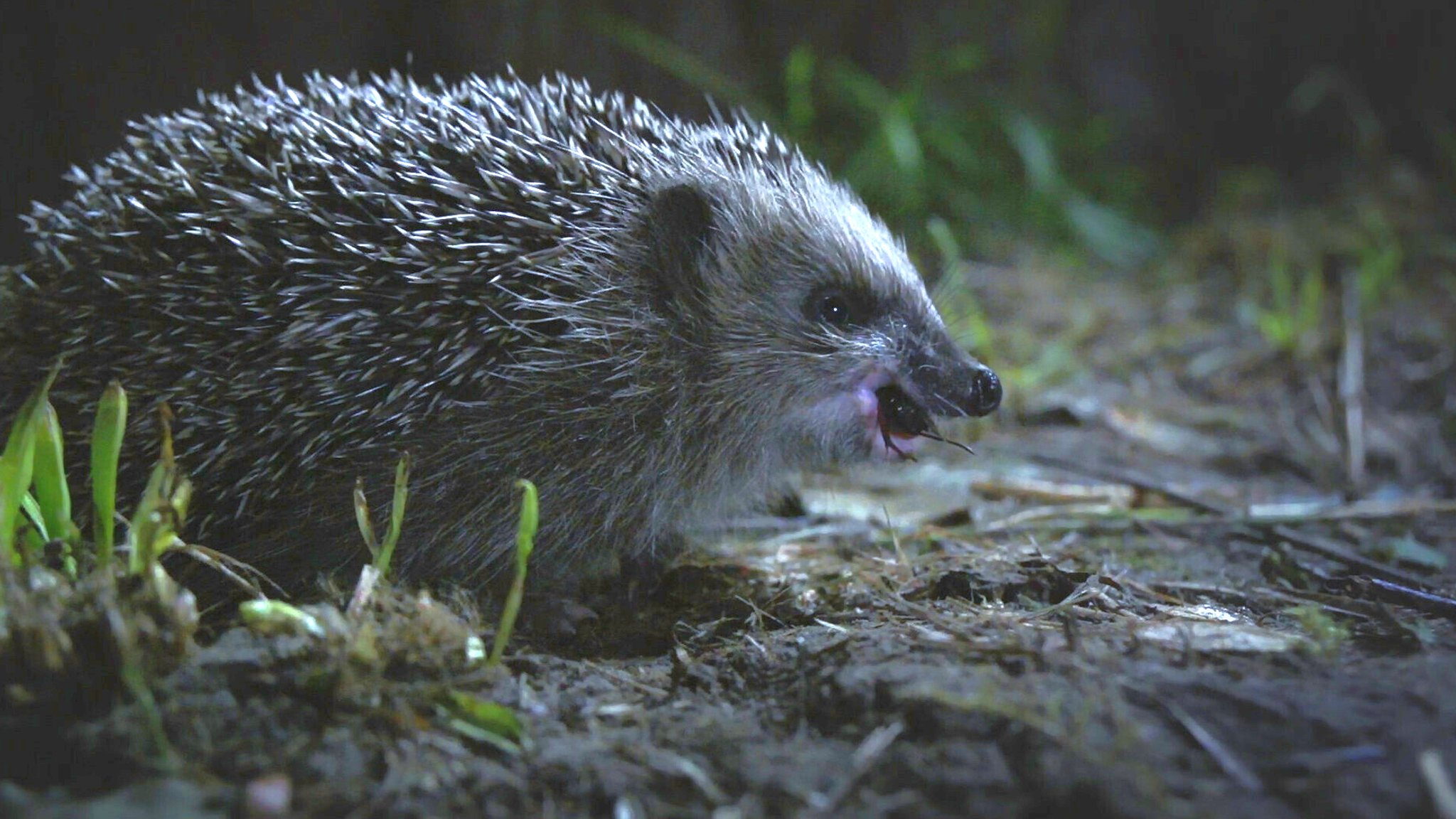 Igel kennt doch jedes Kind! Wirklich? Oft leider nur überfahren auf der Straße. Dabei leben die stacheligen Mitbewohner mitten unter uns, wenn man sie lässt. Denn leider macht es ihnen der Mensch immer schwerer. | Bild: BR Igel kennt doch jedes Kind! Wirklich? Oft leider nur überfahren auf der Straße. Dabei leben die stacheligen Mitbewohner mitten unter uns, wenn man sie lässt. Denn leider macht es ihnen der Mensch immer schwerer.