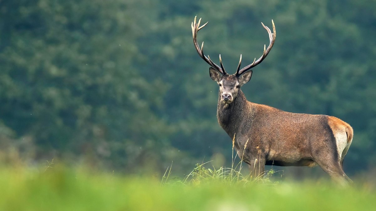 Der Hirsch ist in Bayern in zehn Rotwildgebieten geschützt. Wenn dort Jagd auf Rotwild gemacht wird, dann müssen strenge Auflagen eingehalten werden: Abschussplan, Schonzeiten und Altersquoten.