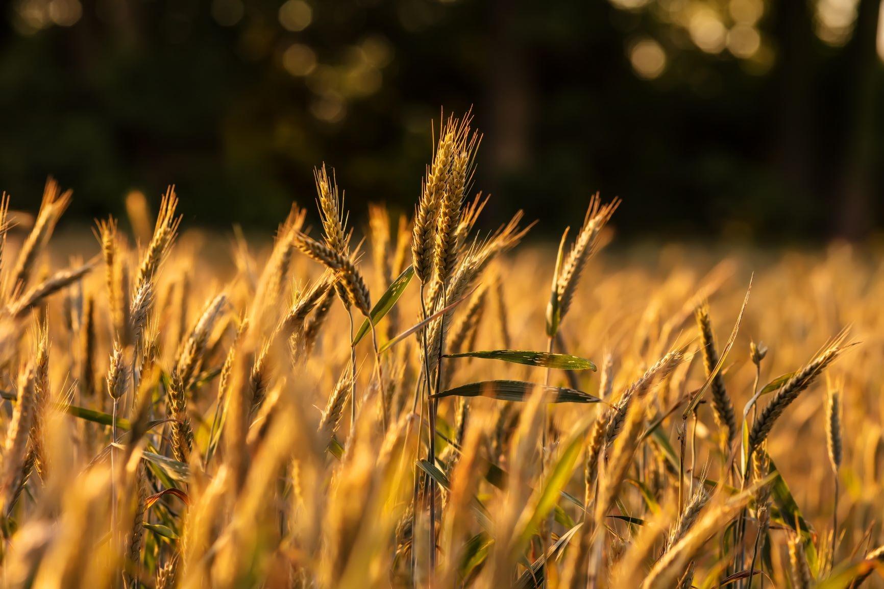 Dinkel leuchtet golden auf einem Feld. | Bild:picture alliance/Zoonar/Maurice Tricatelle
