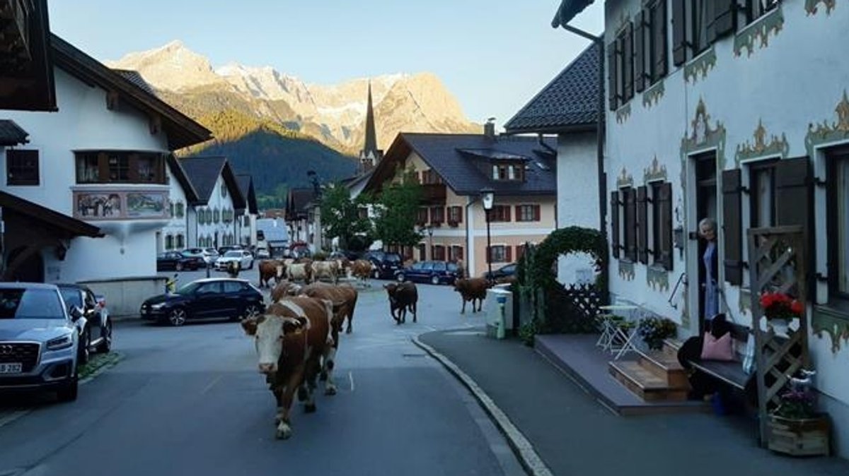 Milchkühe auf der Straße in Garmisch-Partenkirchen