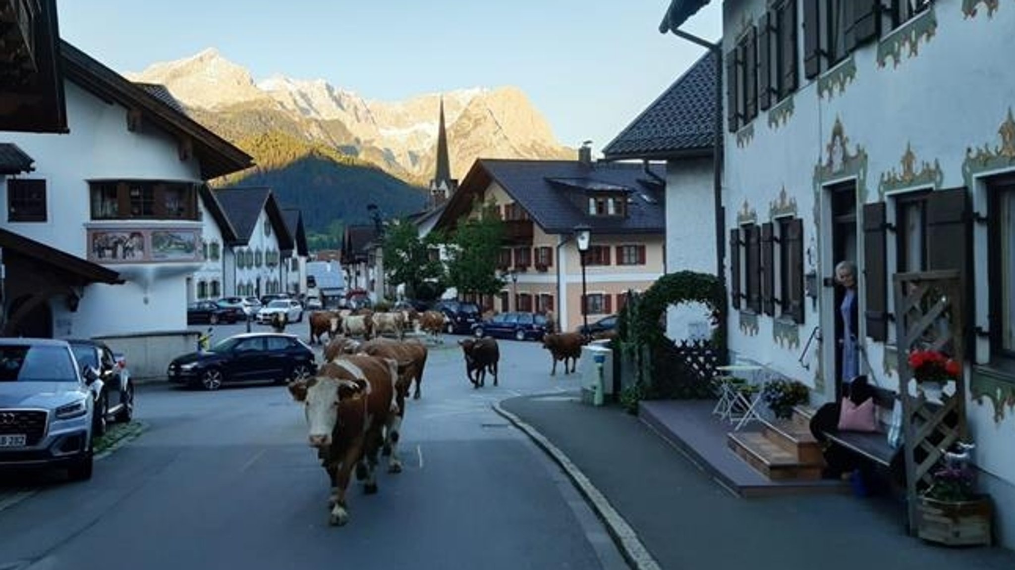 Milchkühe auf der Straße in Garmisch-Partenkirchen