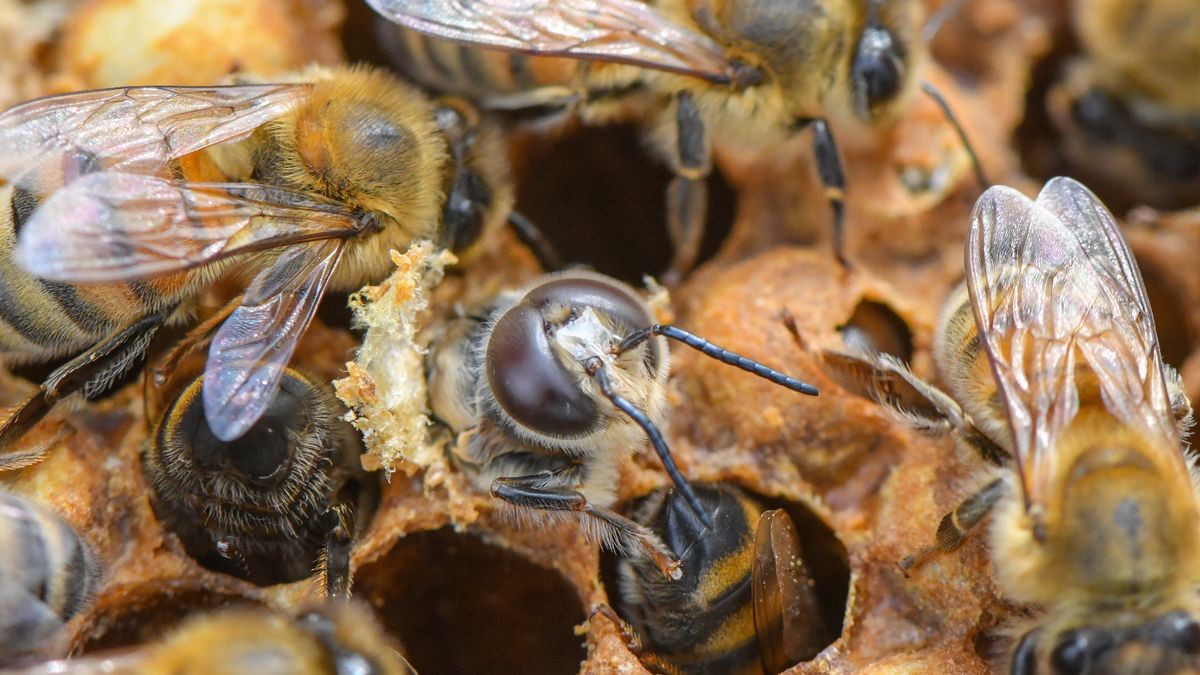 Weltbienentag Was Die Biene Fur Die Natur Bedeutet Br24