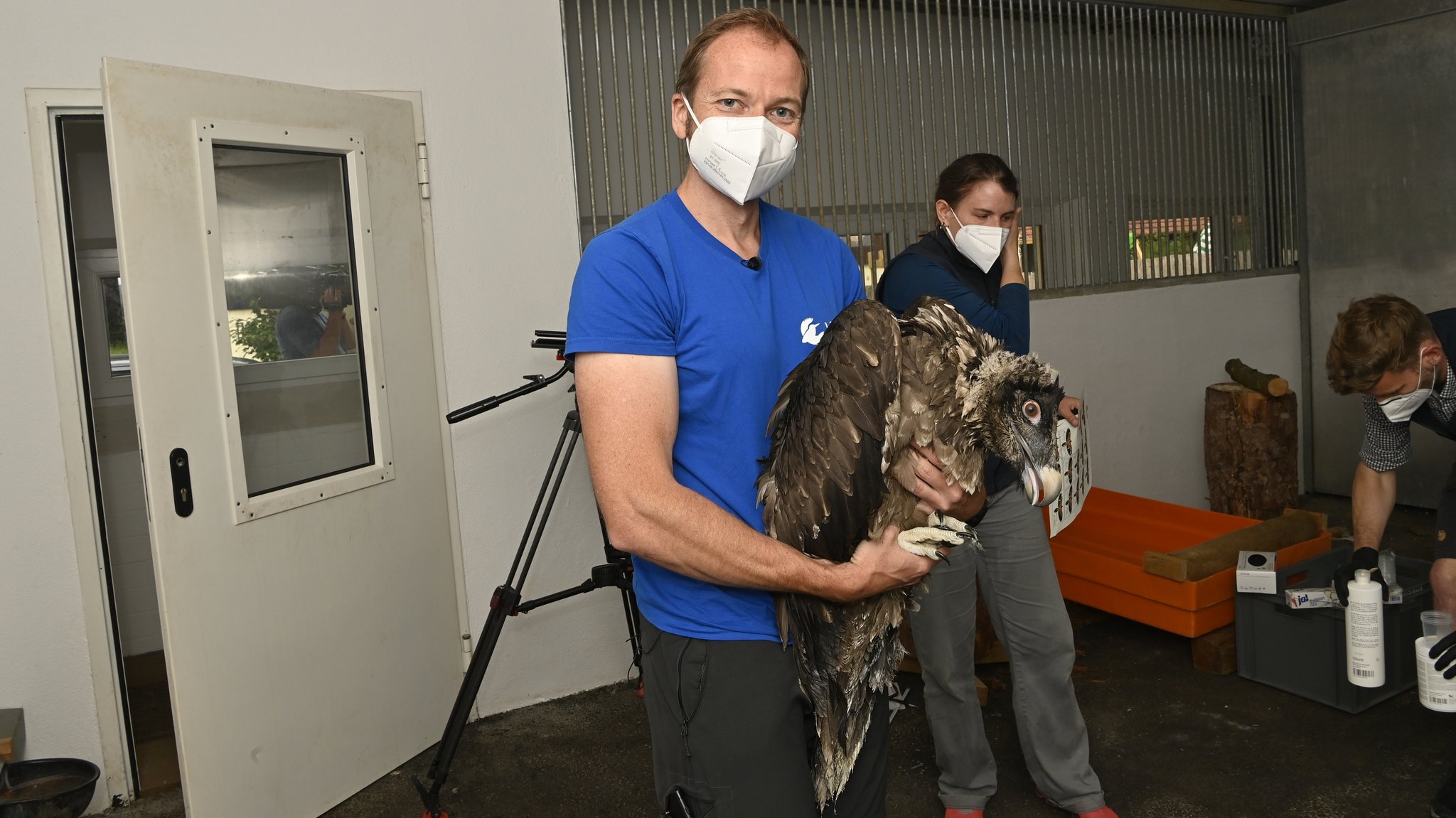 Toni Wegscheider, LBV-Bartgeier-Experte, hält eines der Jungtiere, das am 9. Juni 2021 im Tiergarten Nürnberg markiert wurde.