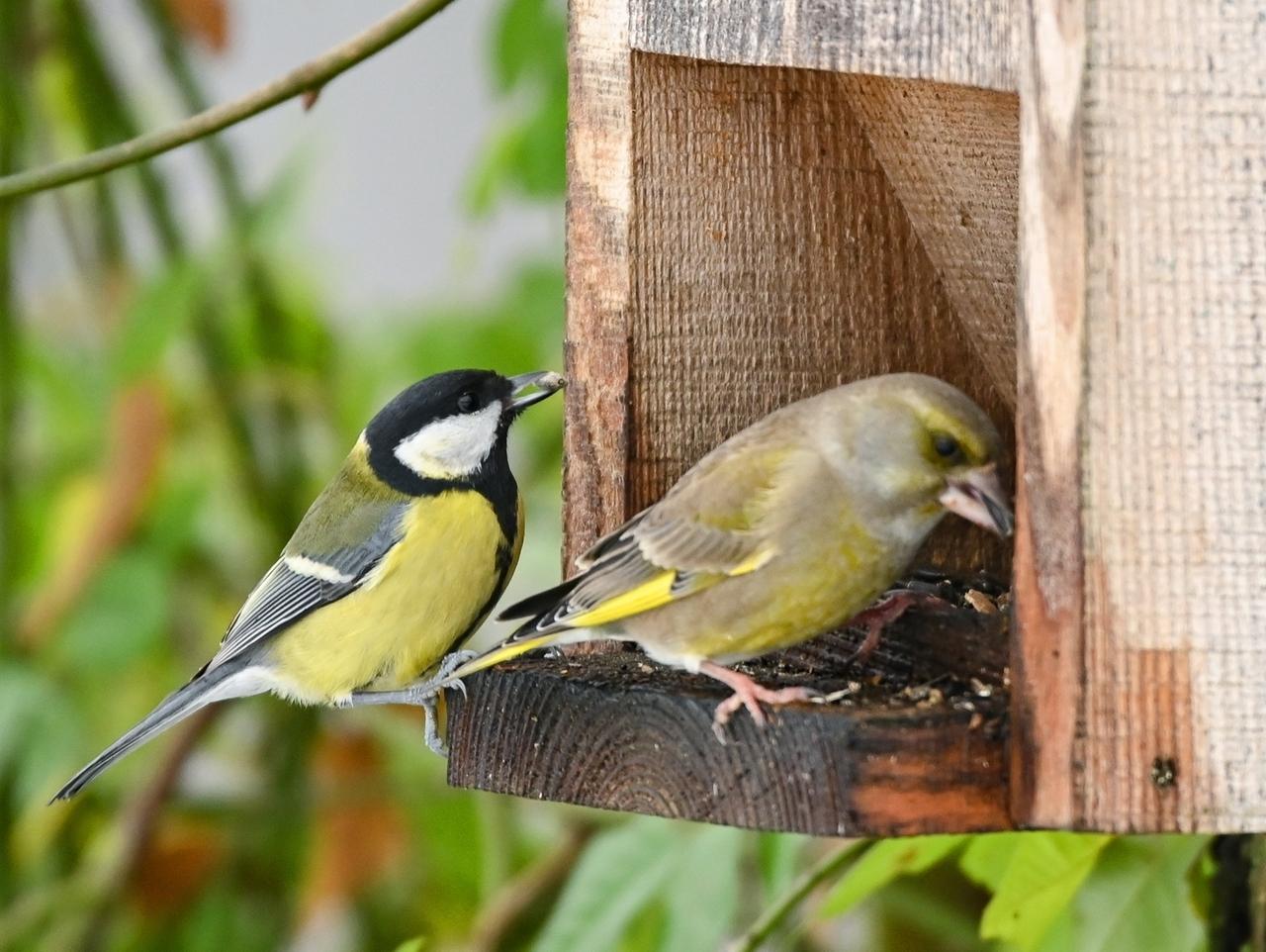 Eine Kohlmeise (links) und ein Grünfink (rechts) sind an einer Futterstelle in einem Garten zu sehen.