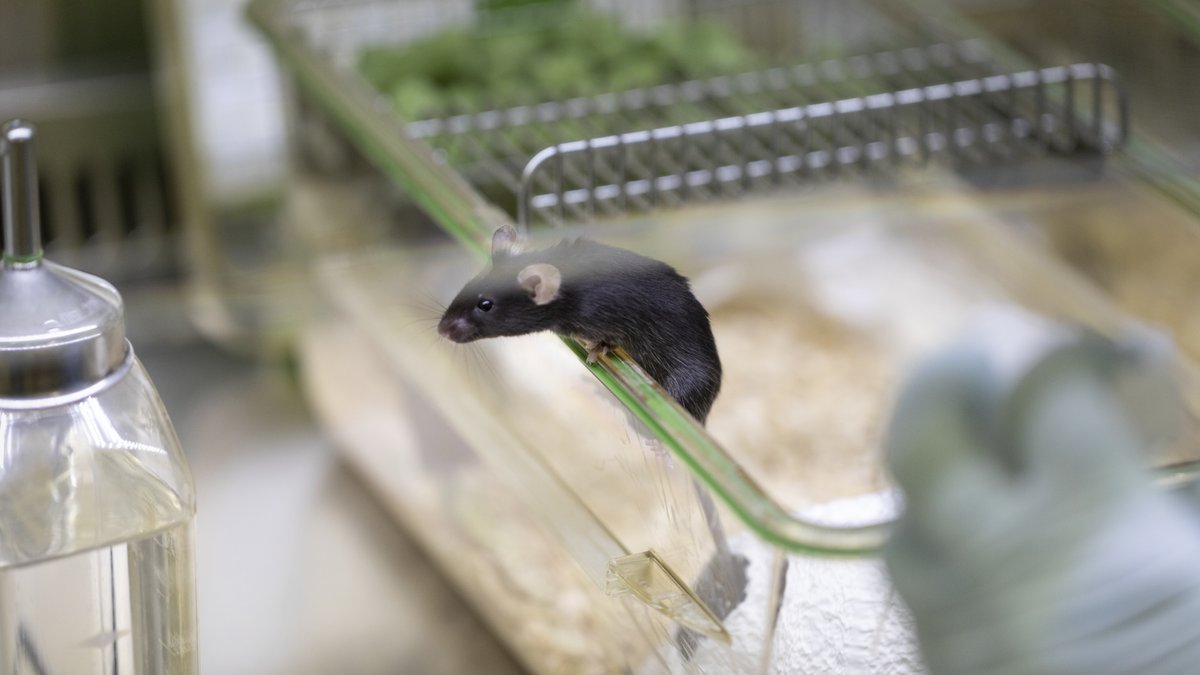 Eine Maus in einem Käfig in einem Labor; die Anzahl "verbrauchter" Tiere geht zurück