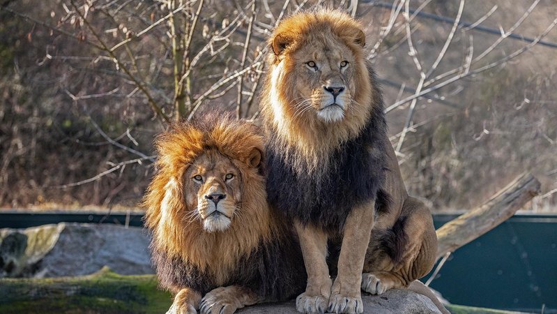 Die Löwenbrüder Max und Benny auf einem Felsen im Tierpark Hellabrunn