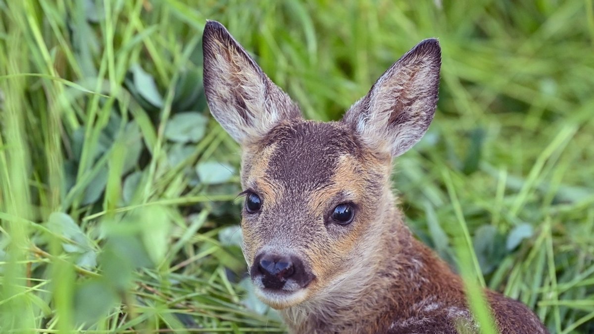 Erneut kopfloses Reh im Landkreis Regensburg entdeckt
