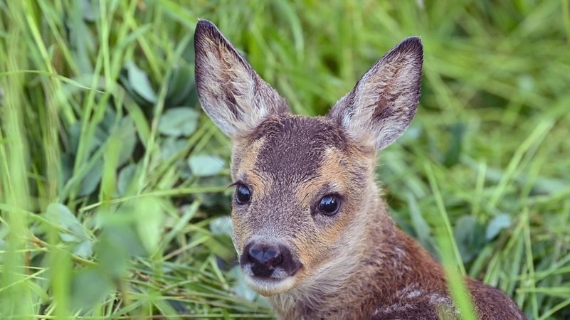 Ein lebendes Rehkitz kauert in einer Wiese (Symbolbild) | Bild: dpa-Bildfunk/Patrick Pleul Ein lebendes Rehkitz kauert in einer Wiese (Symbolbild)
