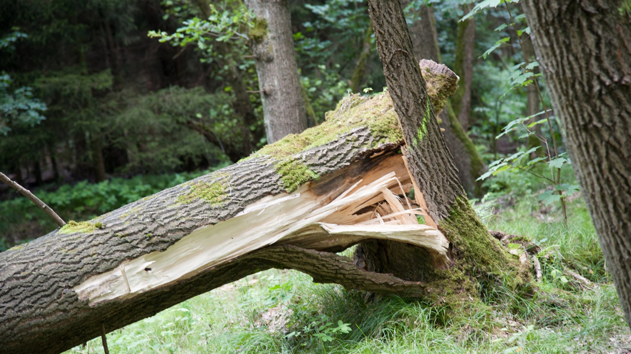 Ein umgestürzter Baum (Symbolbild) | Bild: stock.adobe.com/FotografDD.de Ein umgestürzter Baum (Symbolbild)