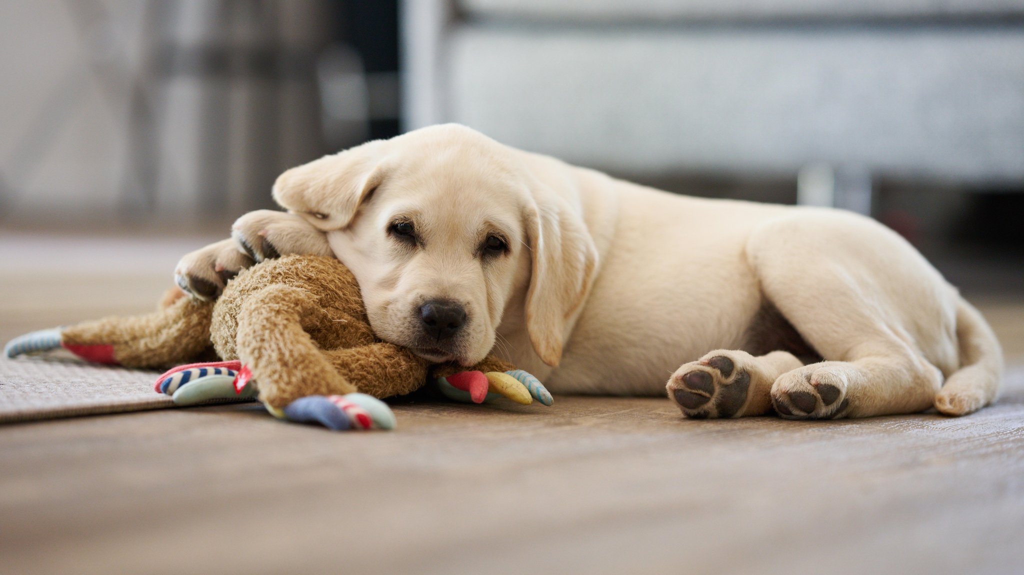 Pflege von Hundewelpen kann zu "Welpen-Blues" führen