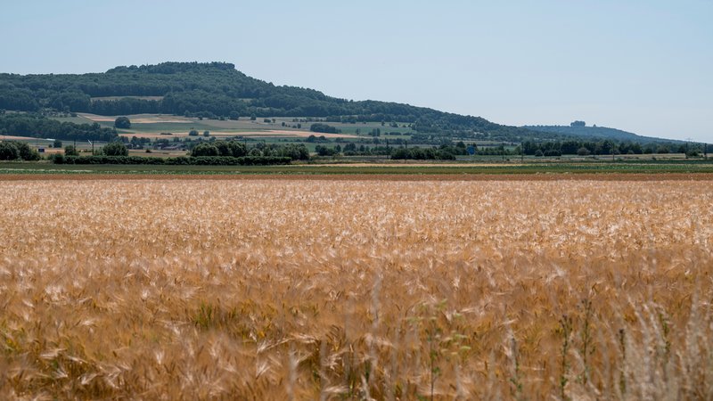 Blick über ein Feld auf den Staffelberg, dem Hausberg des unterfränkischen Bad Staffelstein. | Bild: picture alliance/dpa | Daniel Vogl Blick über ein Feld auf den Staffelberg, dem Hausberg des unterfränkischen Bad Staffelstein.