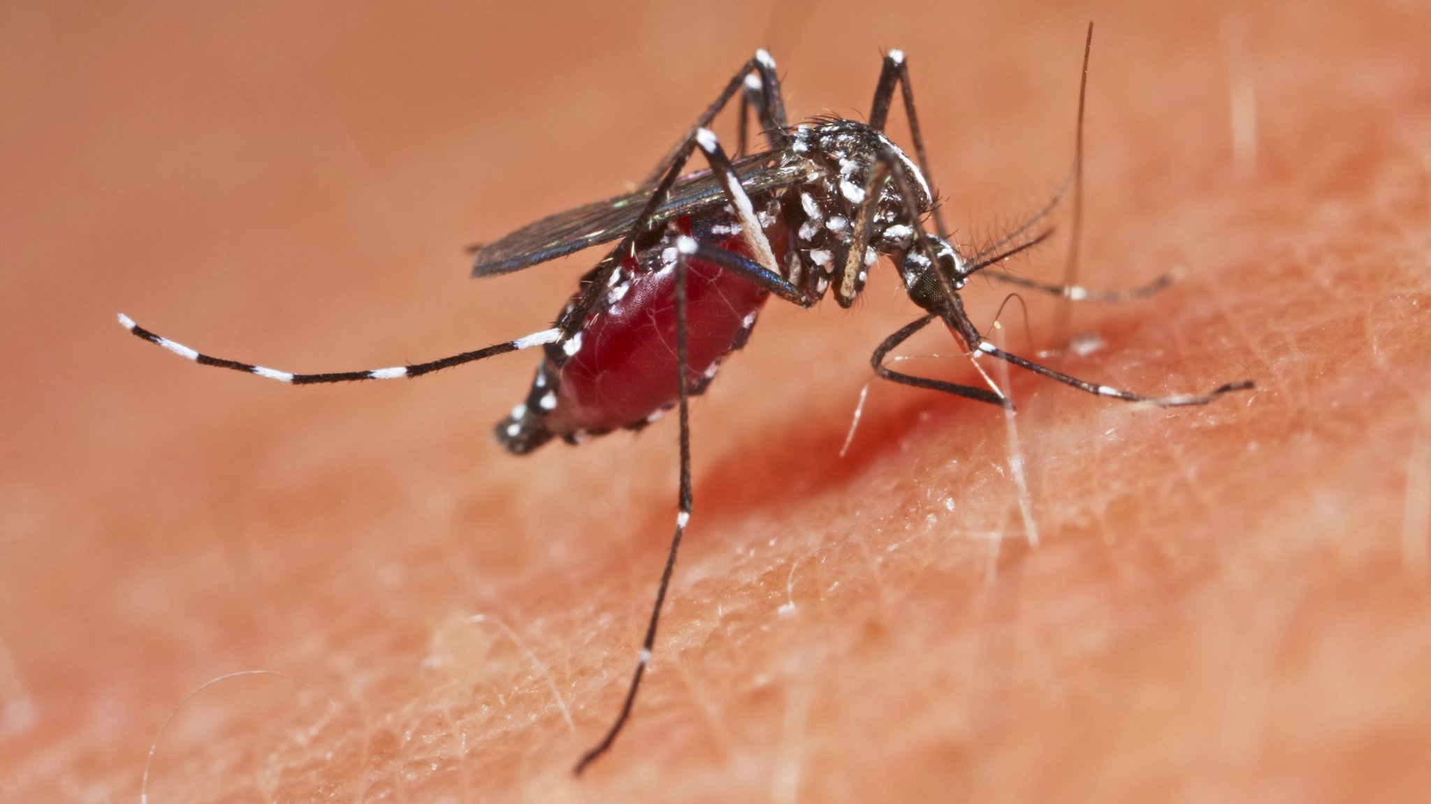 Asiatische Tigermücke (Stegomyia albopicta, Aedes albopictus, Cryptus albopictus, Culex albopictus) auf einer menschlichen Haut