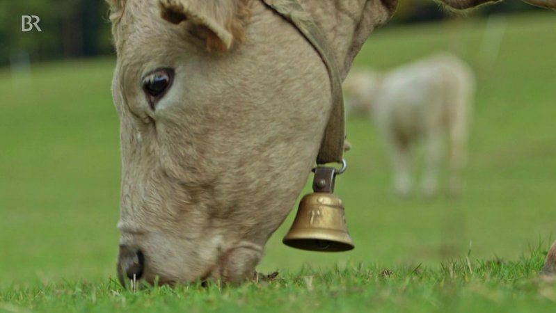 Kühe haben in Sachen Klimabilanz einen schlechten Ruf
