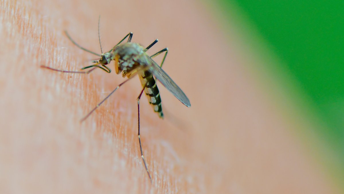 Ideale Bedingungen: Viele Stechmücken schlüpfen jetzt in Bayern