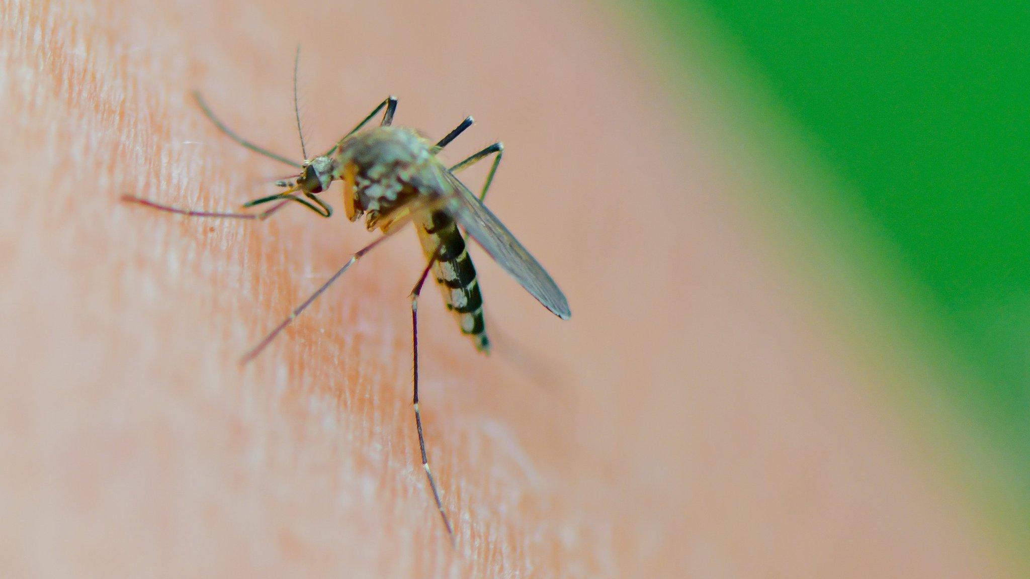 Eine Mücke der Art Aedes vexans saugt Blut aus dem Arm einer Frau.