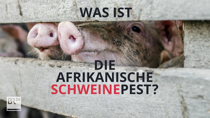 Was ist die Afrikanische Schweinepest?