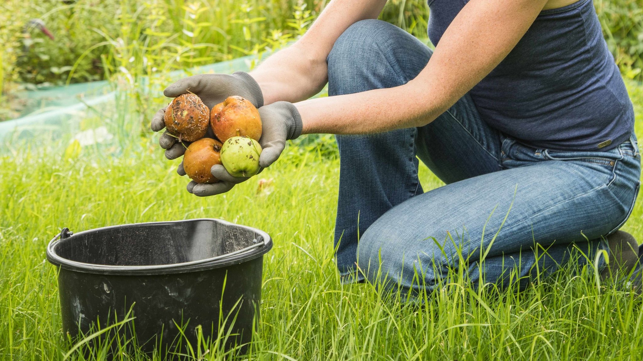 Fallobst im Garten: Verfaulen lassen, verwerten oder entsorgen?