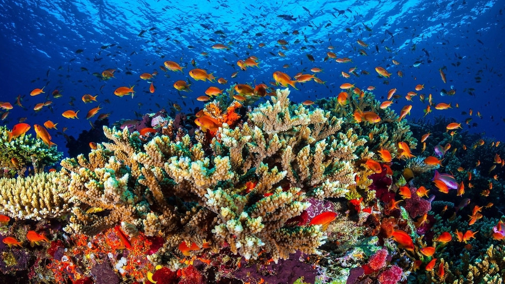 Korallenriff Great Barrier Reef, Australien