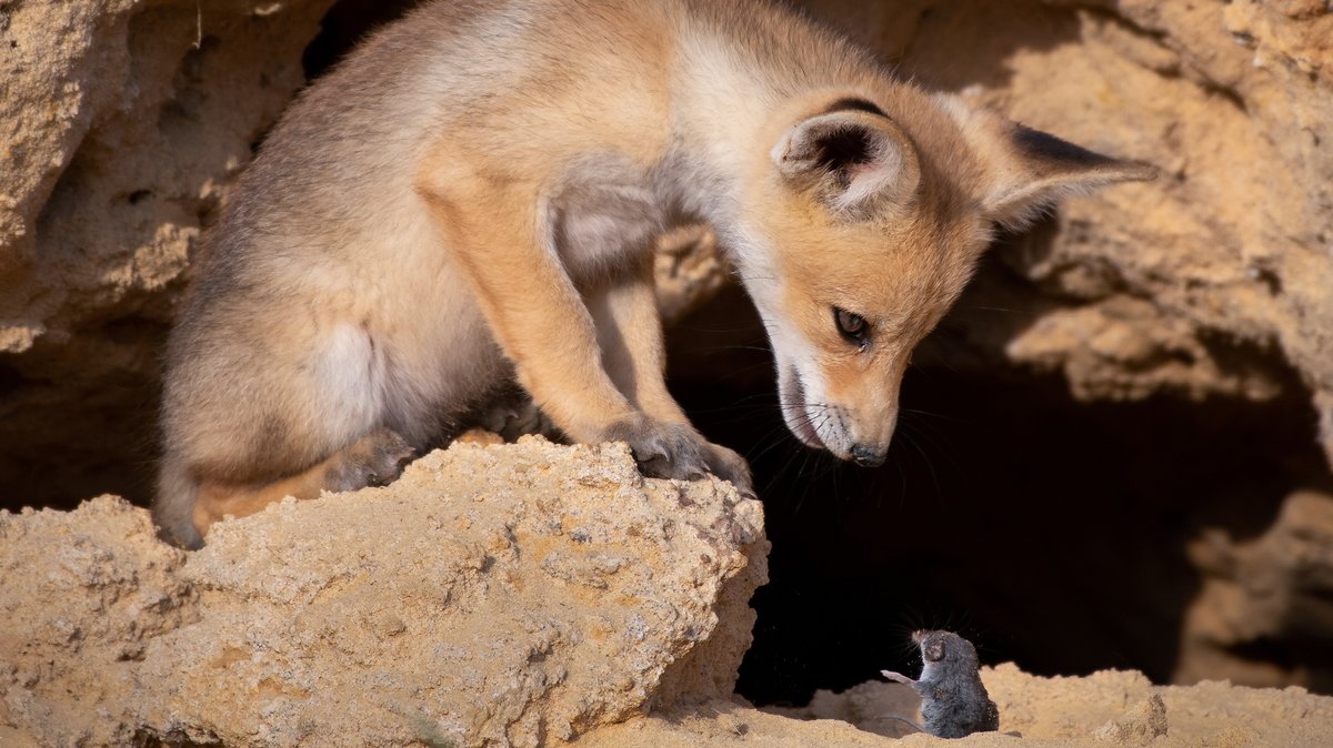 Fuchs gegen Nagetier in Israel