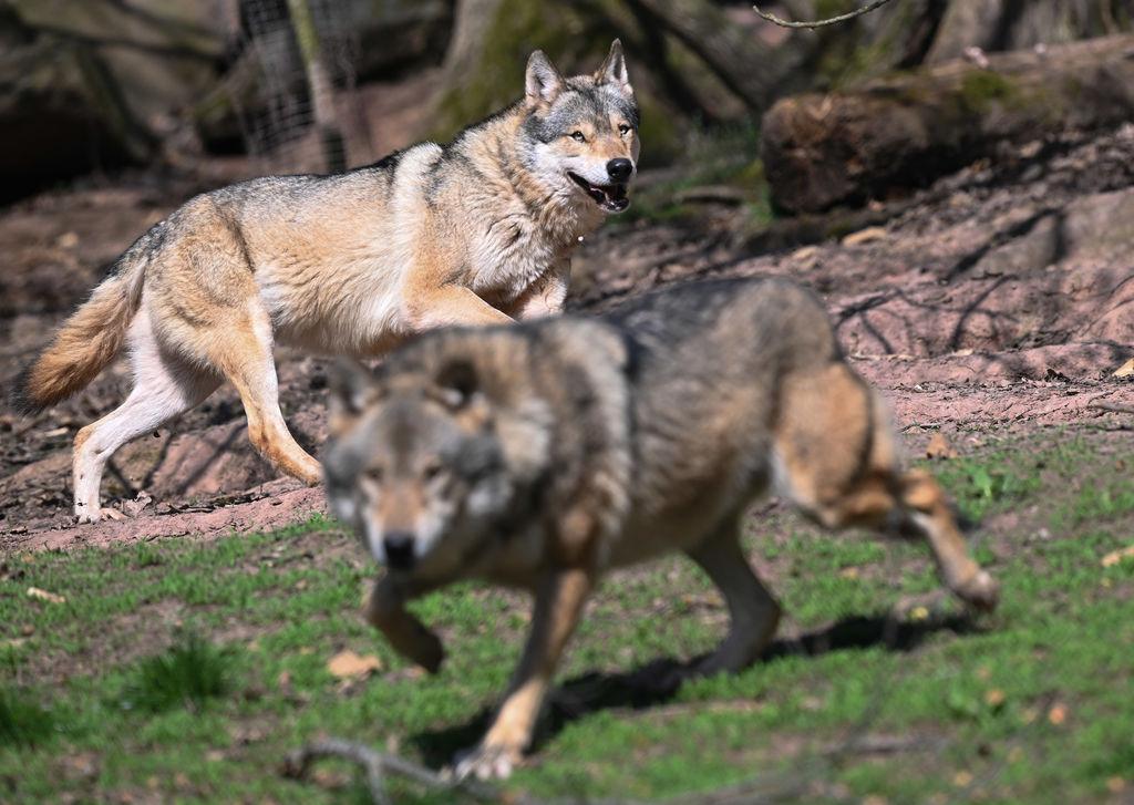 ARCHIV - 27.03.2025, Baden-Württemberg, Cleebronn: Zwei Europäische Wölfe (Canis lupus lupus), aufgenommen in einem Gehege im Wildparadies Tripsdrill. (zu dpa: «EU-Parlament macht Weg für mehr Wolf-Abschüsse frei») Foto: Bernd Weißbrod/dpa +++ dpa-Bildfunk +++