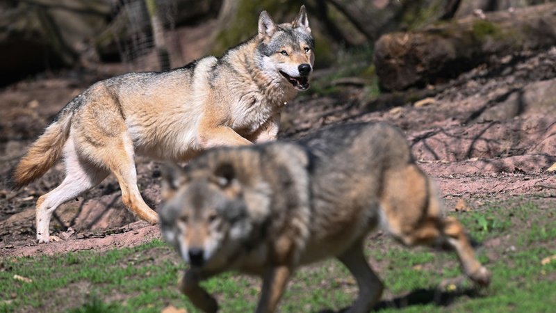 ARCHIV - 27.03.2025, Baden-Württemberg, Cleebronn: Zwei Europäische Wölfe (Canis lupus lupus), aufgenommen in einem Gehege im Wildparadies Tripsdrill. (zu dpa: «EU-Parlament macht Weg für mehr Wolf-Abschüsse frei») Foto: Bernd Weißbrod/dpa +++ dpa-Bildfunk +++ | Bild: dpa-Bildfunk/Bernd Weißbrod ARCHIV - 27.03.2025, Baden-Württemberg, Cleebronn: Zwei Europäische Wölfe (Canis lupus lupus), aufgenommen in einem Gehege im Wildparadies Tripsdrill. (zu dpa: «EU-Parlament macht Weg für mehr Wolf-Abschüsse frei») Foto: Bernd Weißbrod/dpa +++ dpa-Bildfunk +++