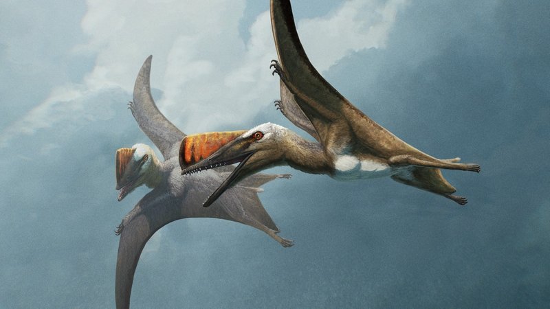 Wissenschaftler haben vor mehreren Jahren an der Altmühl eine neue Flugsaurierart entdeckt und nun ihre Forschung dazu veröffentlicht. | Bild: Gabriel Ugueto Wissenschaftler haben vor mehreren Jahren an der Altmühl eine neue Flugsaurierart entdeckt und nun ihre Forschung dazu veröffentlicht.