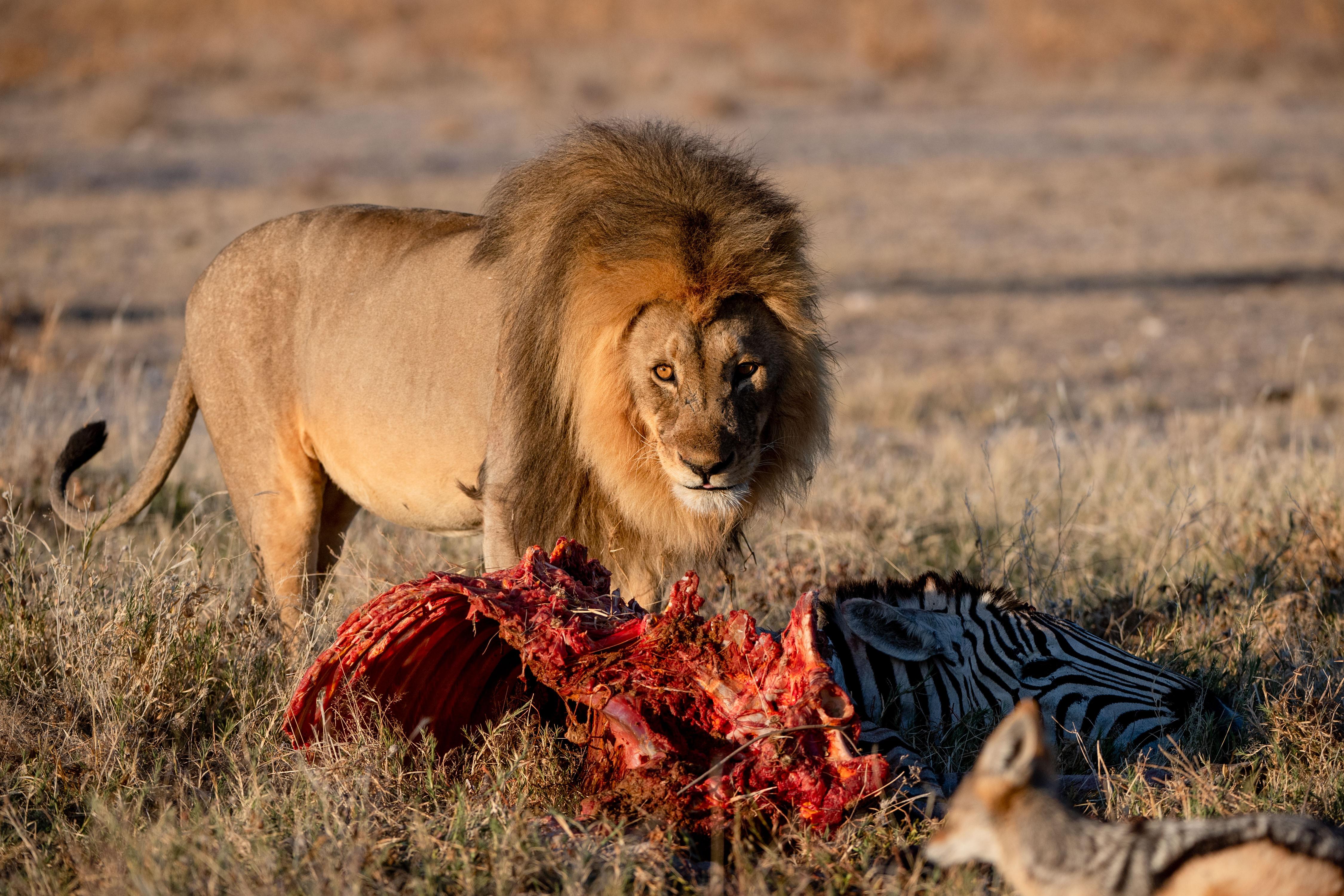 Löwe frisst ein erlegtes Zebra